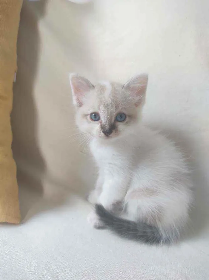 Gato raça  idade Abaixo de 2 meses nome Filó