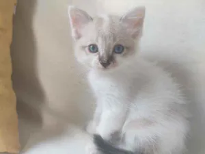 Gato raça  idade Abaixo de 2 meses nome Filó