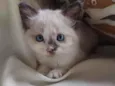 pimpinha
