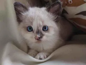 Gato raça  idade Abaixo de 2 meses nome pimpinha