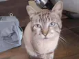 Rafa 