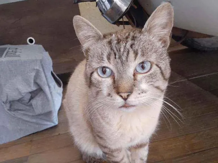 Gato ra a Sem raça definida idade 4 anos nome Rafa 