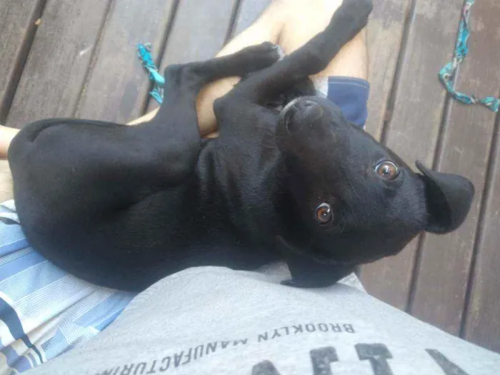 Cachorro raça Viralata idade 2 a 6 meses nome Nami