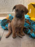 Cachorro raça SRD  idade Abaixo de 2 meses nome Sem nome