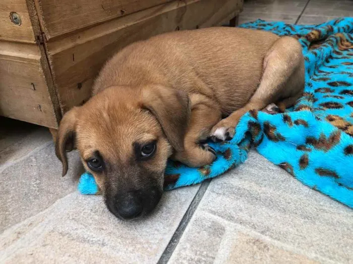 Cachorro raça SRD  idade Abaixo de 2 meses nome Sem nome
