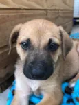 Cachorro raça SRD  idade Abaixo de 2 meses nome Sem nome