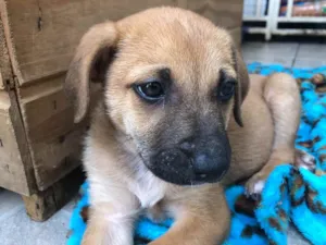 Cachorro raça SRD  idade Abaixo de 2 meses nome Sem nome