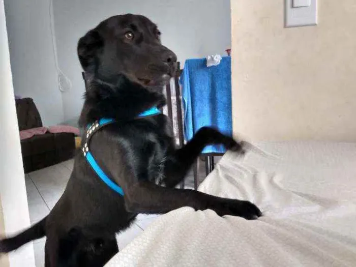 Cachorro ra a Labrador com vira lata idade 2 a 6 meses nome Chocolate