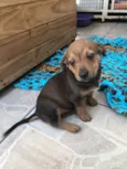 Cachorro raça SRD  idade Abaixo de 2 meses nome Sem nome