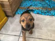 Cachorro raça SRD  idade Abaixo de 2 meses nome Sem nome