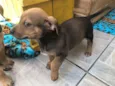 Cachorro raça SRD  idade Abaixo de 2 meses nome Sem nome