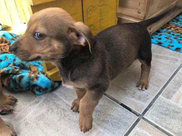 Cachorro raça SRD  idade Abaixo de 2 meses nome Sem nome