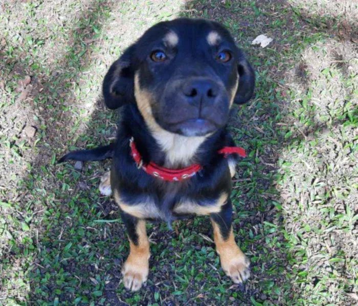 Cachorro ra a srd idade 2 a 6 meses nome Brena