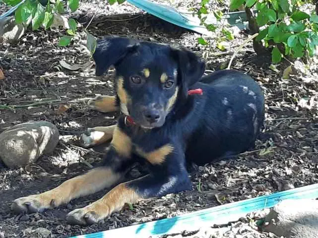 Cachorro ra a srd idade 2 a 6 meses nome Brena