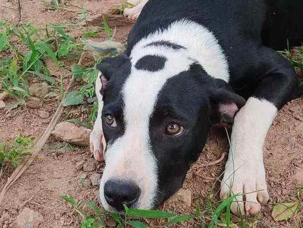 Cachorro raça ND - mestiça com American Bull idade 7 a 11 meses nome Belchior/Castrado