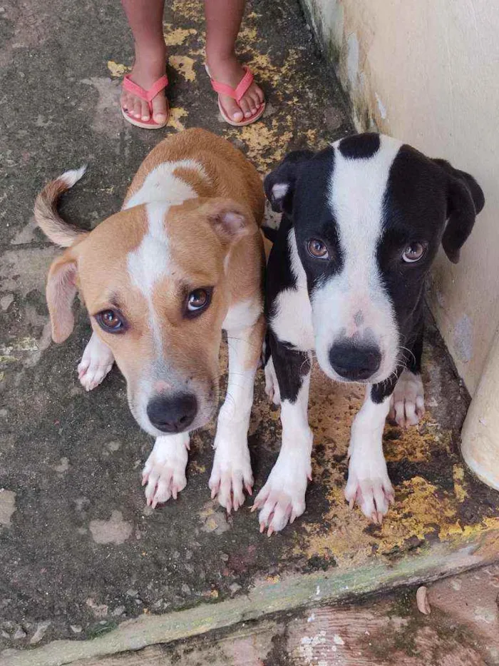 Cachorro raça ND - mestiça com American Bull idade 7 a 11 meses nome Madona 