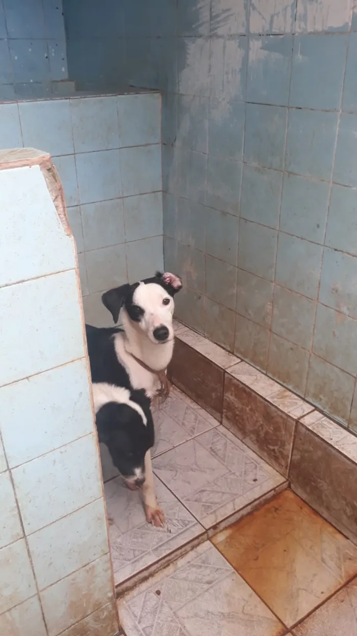 Cachorro ra a Mestiço idade 7 a 11 meses nome Lucky , leidy , ruch