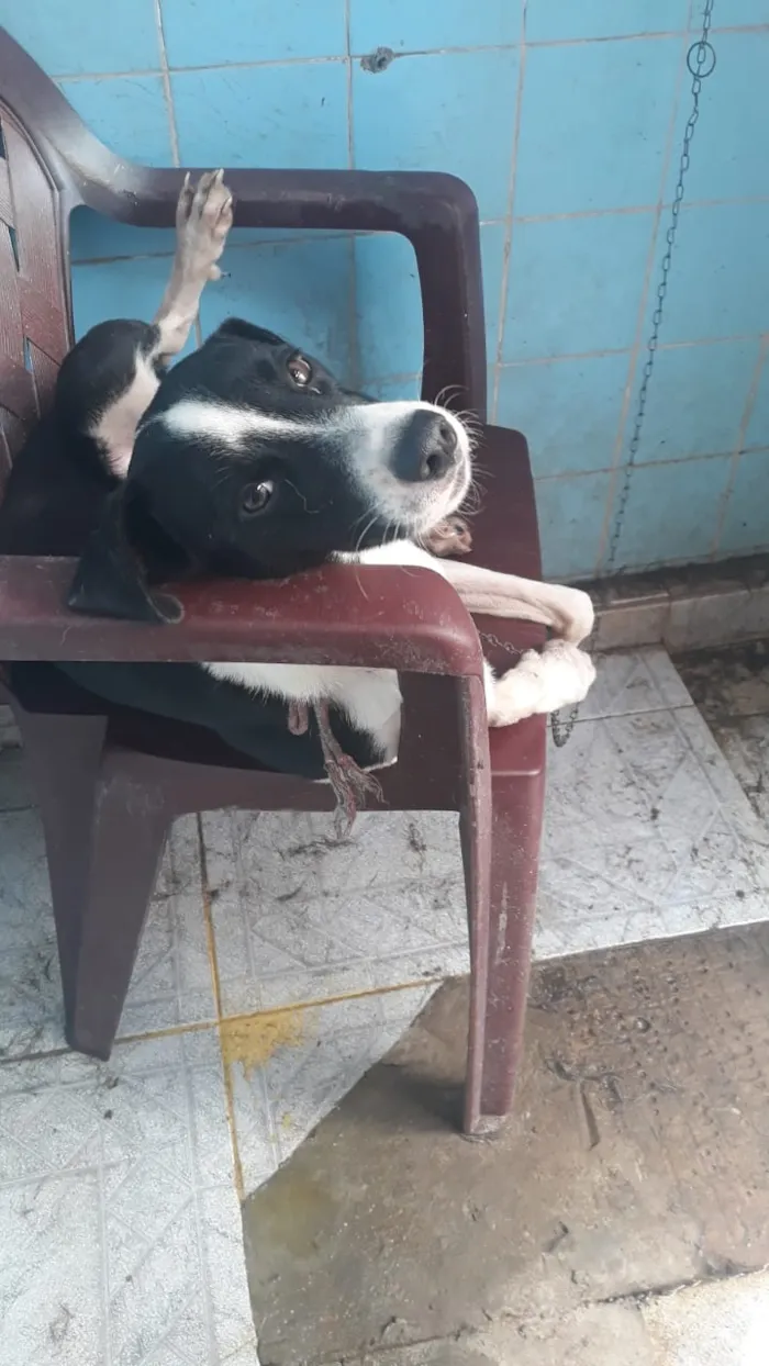 Cachorro ra a Mestiço idade 7 a 11 meses nome Lucky , leidy , ruch