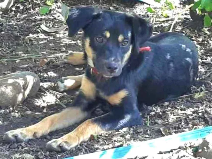 Cachorro ra a srd idade 2 a 6 meses nome Brena