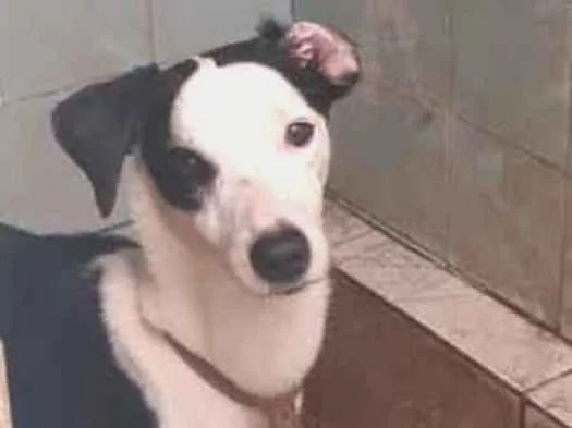 Cachorro ra a Mestiço idade 7 a 11 meses nome Lucky , leidy , ruch