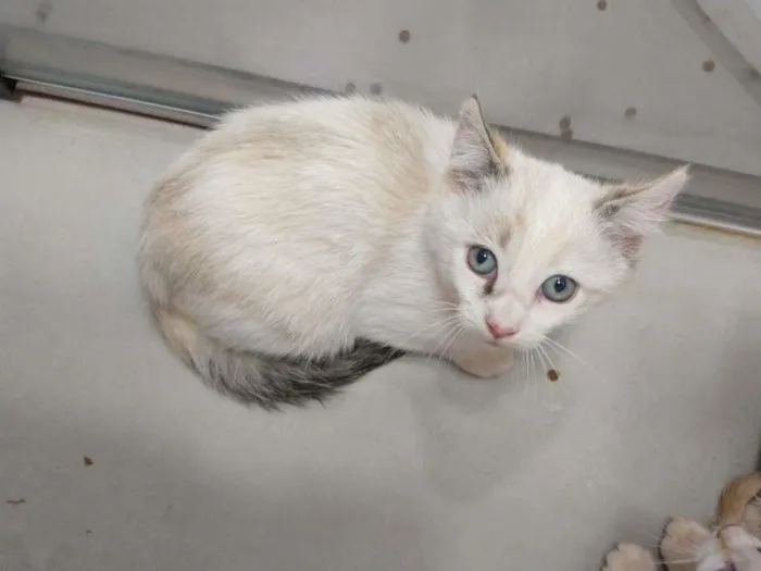 Gato raça SRD-ViraLata idade 2 a 6 meses nome Filó