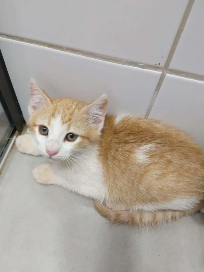 Gato ra a SRD-ViraLata idade 2 a 6 meses nome Gleice