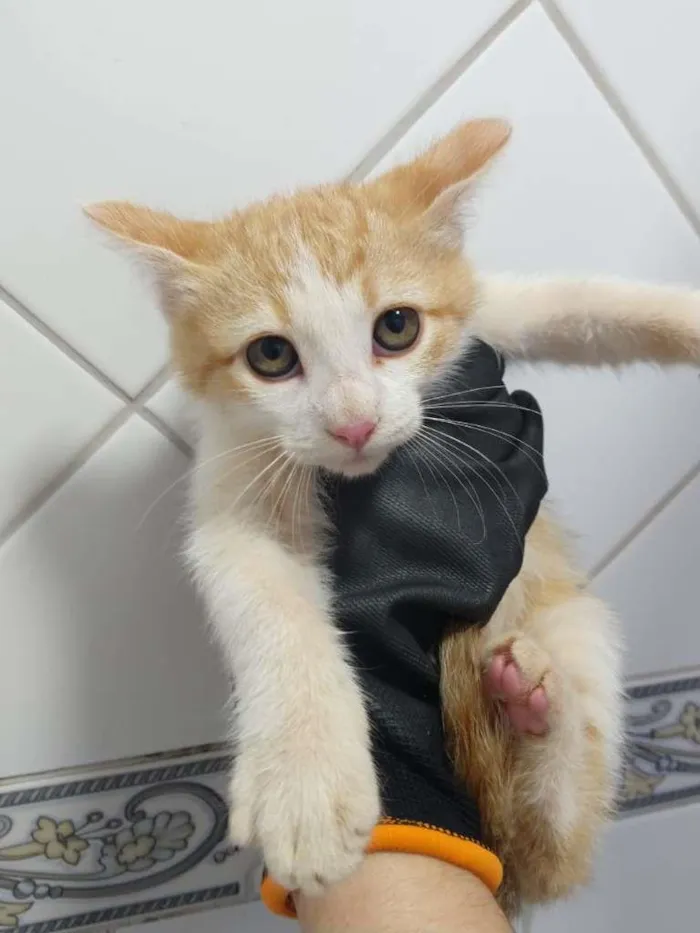 Gato ra a SRD-ViraLata idade 2 a 6 meses nome Gleice