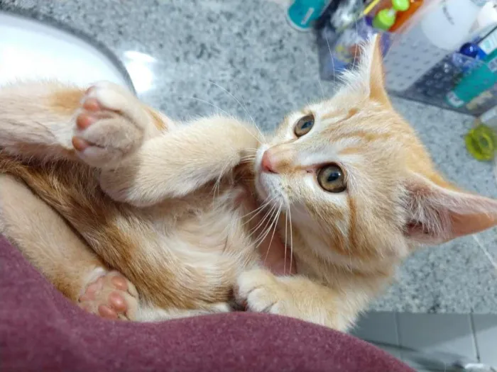 Gato ra a SRD-ViraLata idade 2 a 6 meses nome Rute