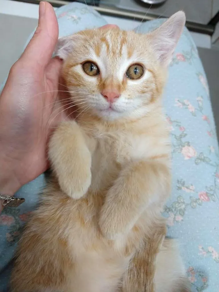 Gato ra a SRD-ViraLata idade 2 a 6 meses nome Rute