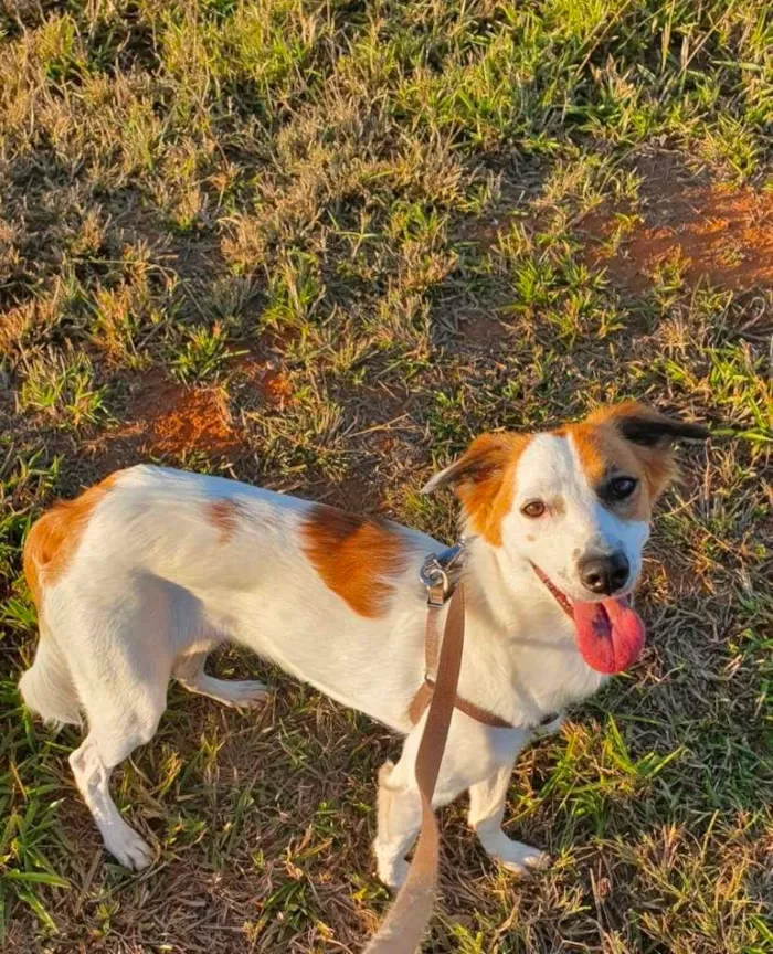 Cachorro ra a SRD-ViraLata idade 7 a 11 meses nome Maro