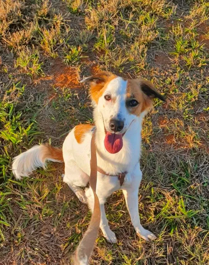 Cachorro ra a SRD-ViraLata idade 7 a 11 meses nome Maro