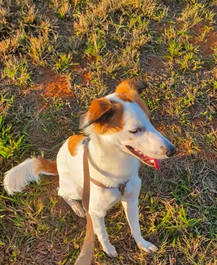 Cachorro ra a SRD-ViraLata idade 7 a 11 meses nome Maro