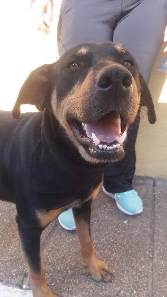 Cachorro raça SRD-ViraLata idade 1 ano nome Thor