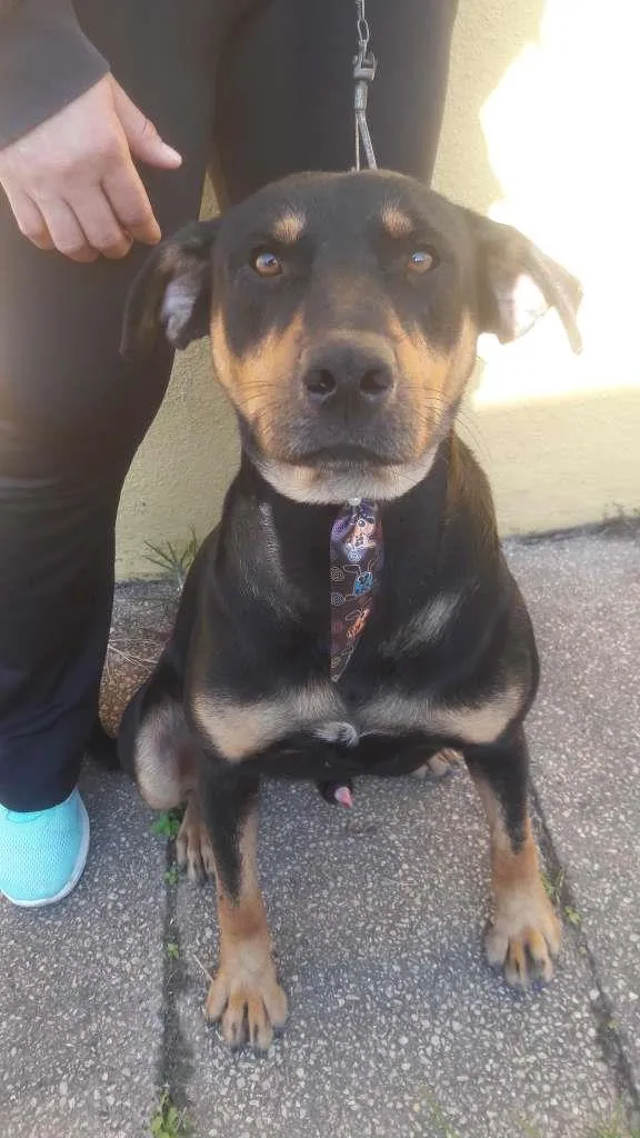 Cachorro raça SRD-ViraLata idade 1 ano nome Thor