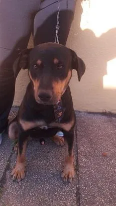 Cachorro raça SRD-ViraLata idade 1 ano nome Thor