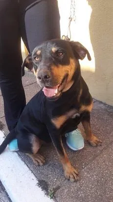 Cachorro raça SRD-ViraLata idade 1 ano nome Thor