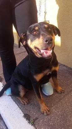 Cachorro raça SRD-ViraLata idade 1 ano nome Thor