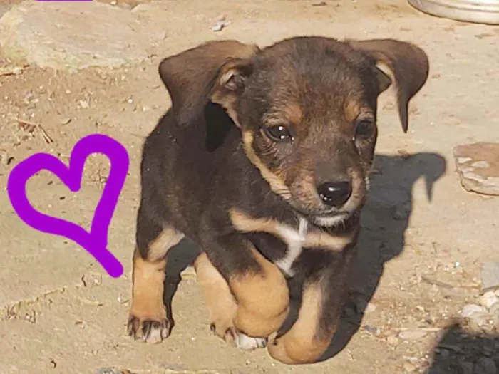 Cachorro raça Labrador  idade 2 a 6 meses nome Nico,pretinho Deise 