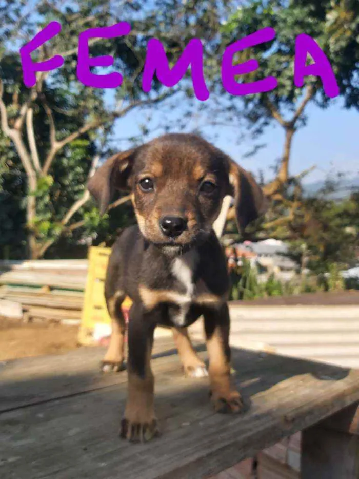 Cachorro raça Labrador  idade 2 a 6 meses nome Nico,pretinho Deise 