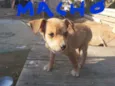 Nico,pretinho Deise 