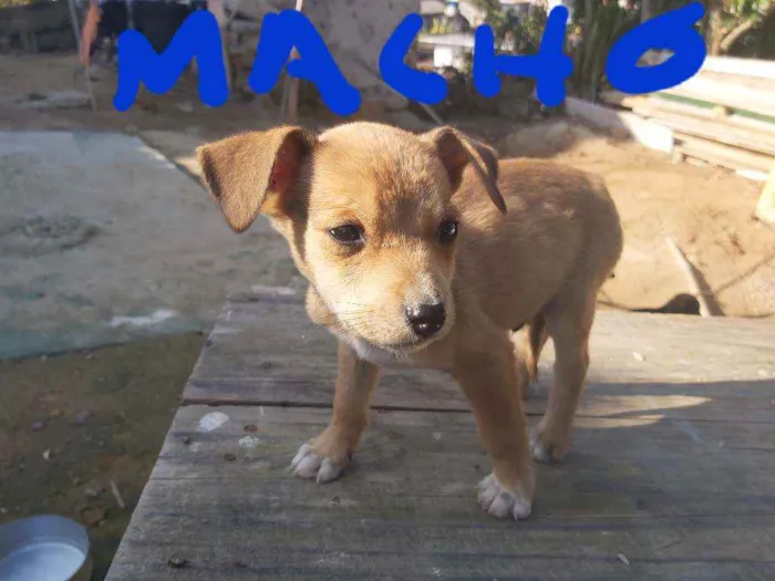 Cachorro raça Labrador  idade 2 a 6 meses nome Nico,pretinho Deise 
