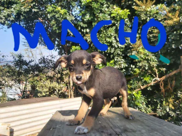 Cachorro raça Labrador  idade 2 a 6 meses nome Nico,pretinho Deise 