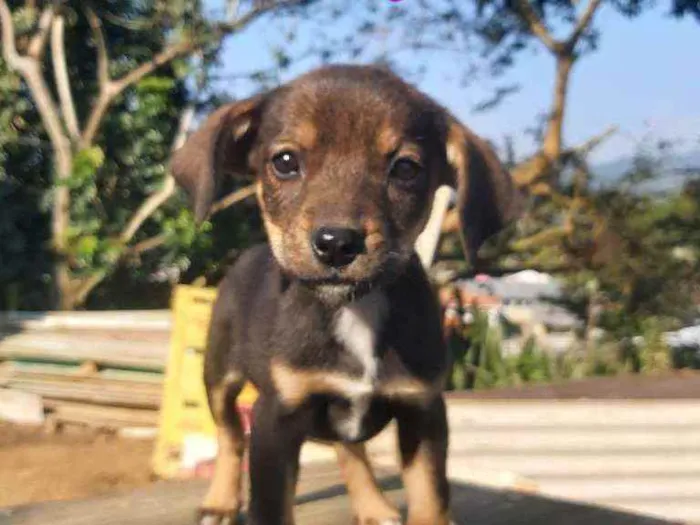 Cachorro raça Labrador  idade 2 a 6 meses nome Nico,pretinho Deise 