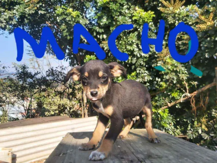 Cachorro raça Labrador  idade 2 a 6 meses nome Nico,pretinho Deise 