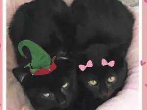 Gato raça Srd idade 2 a 6 meses nome João e Maria 