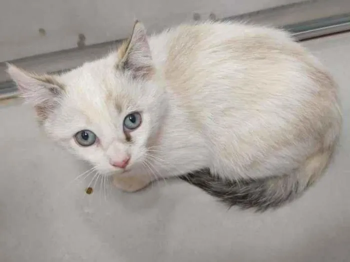 Gato raça SRD-ViraLata idade 2 a 6 meses nome Filó