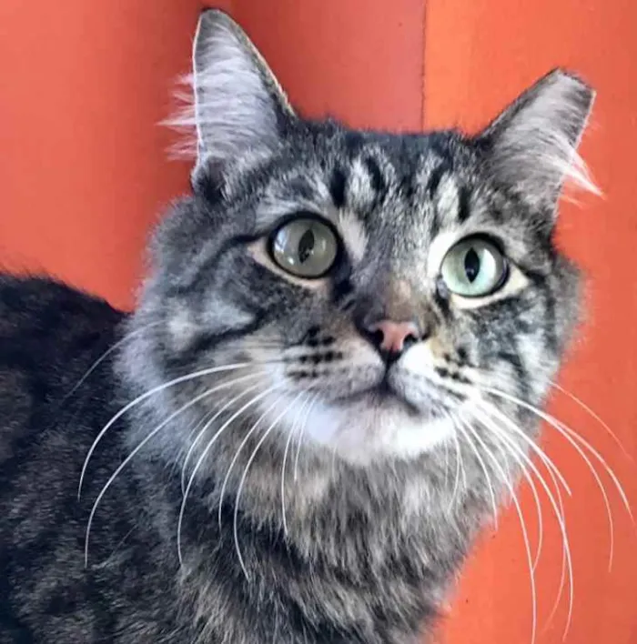 Gato raça Srd idade 1 ano nome Haruki 