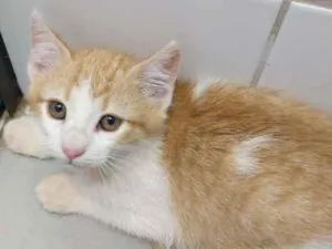 Gato raça SRD-ViraLata idade 2 a 6 meses nome Gleice