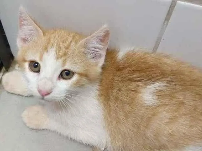 Gato ra a SRD-ViraLata idade 2 a 6 meses nome Gleice