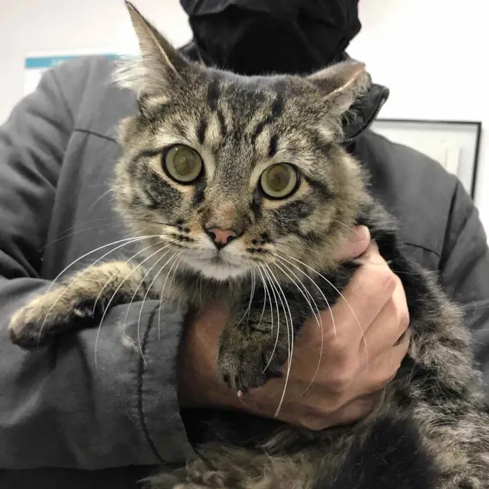 Gato raça Srd idade 1 ano nome Haruki 